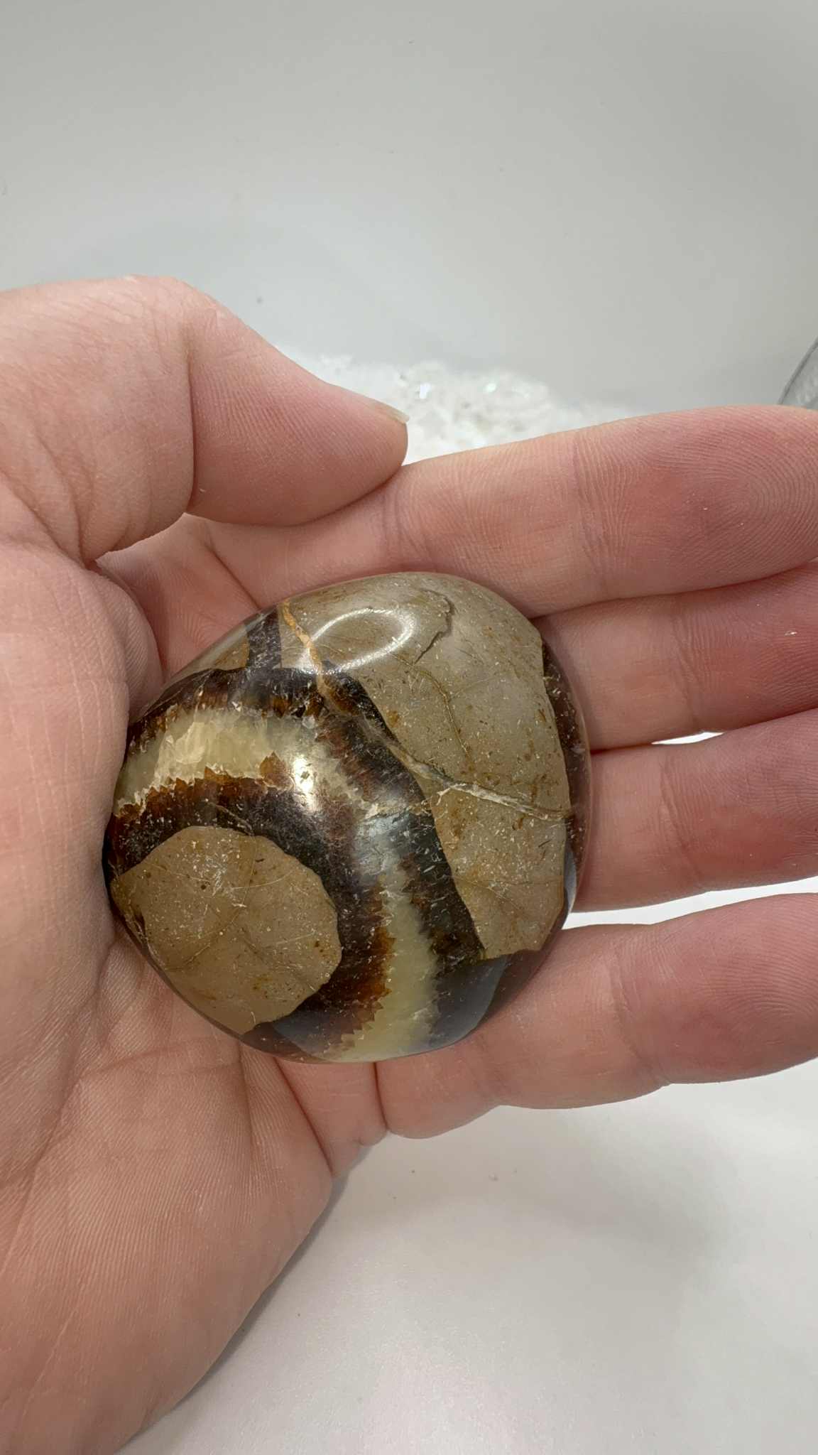 Septarian Palmstone